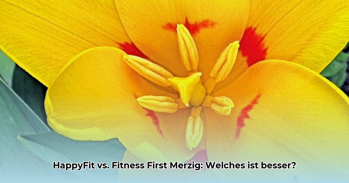 fitnessstudio-merzig